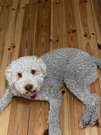 Lagotto Romagnolo Besitzer-Beitrag-Bild