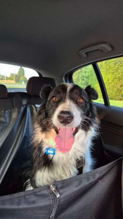 Hundetreffen-Gassirunden-Bild