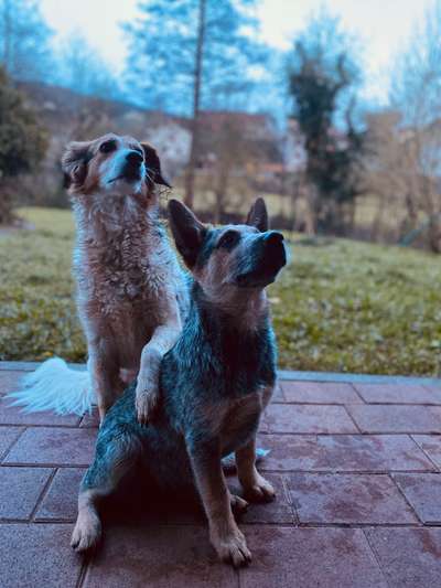 Australian Cattle Dogs-Beitrag-Bild