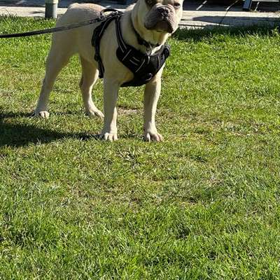 aktuelles Foto Gruppe Französische Bulldogge