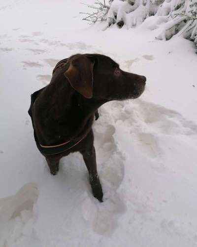 Labradorfans-Beitrag-Bild