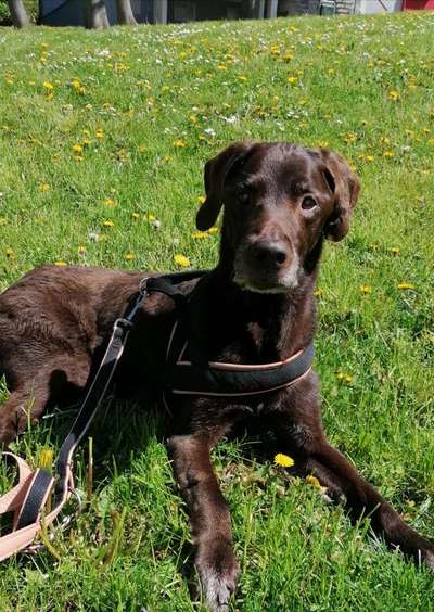 Die Dogorama Monats Challenge "Es grünt und blüht"-Beitrag-Bild