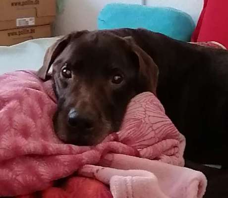 Labradorfans-Beitrag-Bild