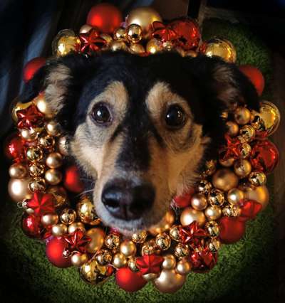 Challenge Nr. 8  Dein Hund im Weihnachtslook-Beitrag-Bild