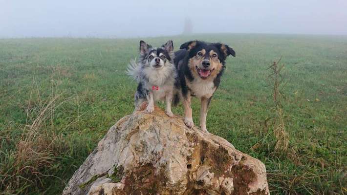 Bester Freund, Hundekumpel - zeigt her!-Beitrag-Bild