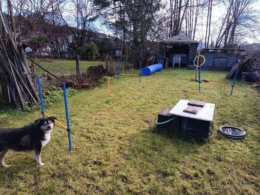 Gibt es Agility Fans unter uns ?-Beitrag-Bild