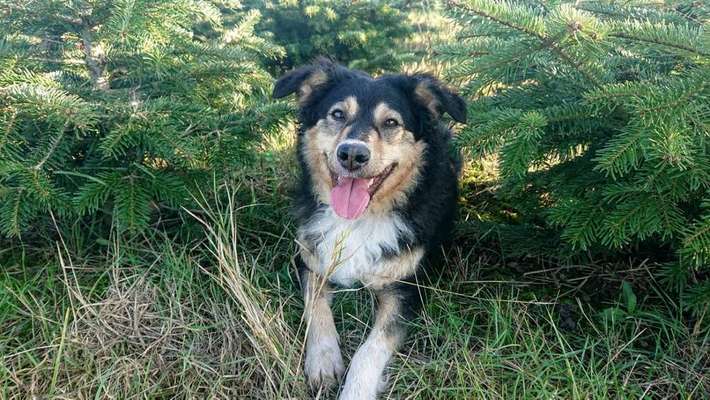 Foto's und Hundemodels-Beitrag-Bild