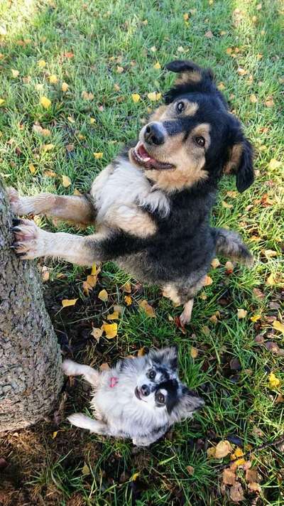 Foto's und Hundemodels-Beitrag-Bild