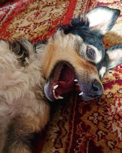 Fotochallange Nr. 6 Die irrsten Blicke-Beitrag-Bild