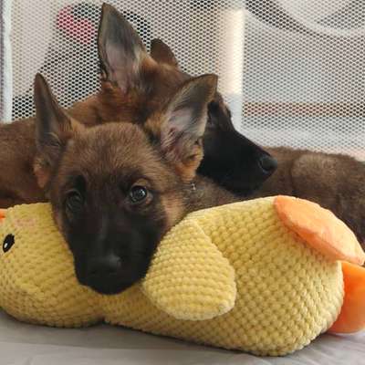 Hundetreffen-2 Welpen (12 Wochen) suchen Sozialkontakte zur Sozialisation-Bild