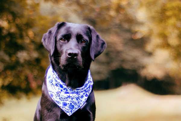 Die Dogorama Kalender Challenge Titelbild-Beitrag-Bild