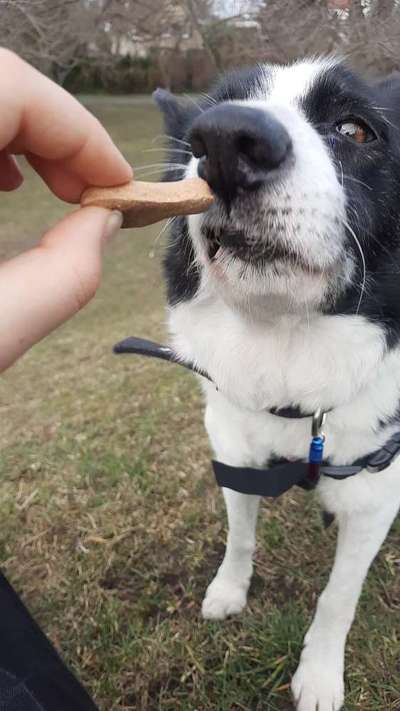 Zeigt mir die tollste Nahaufnahme von eurer Fellnase-Beitrag-Bild