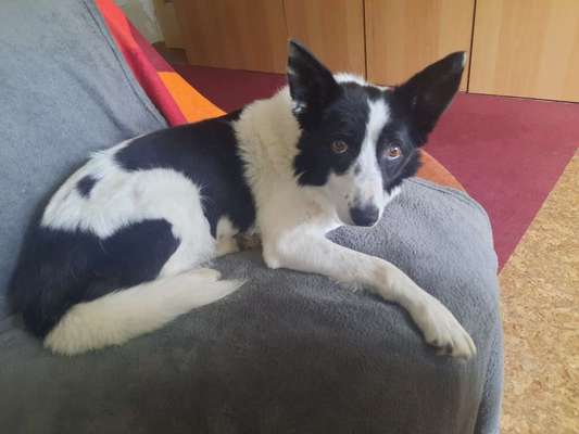 Mischlingshunde Foto Aufruf-Beitrag-Bild