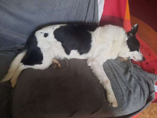 Mischlinge raten - Rätselspaß-Beitrag-Bild