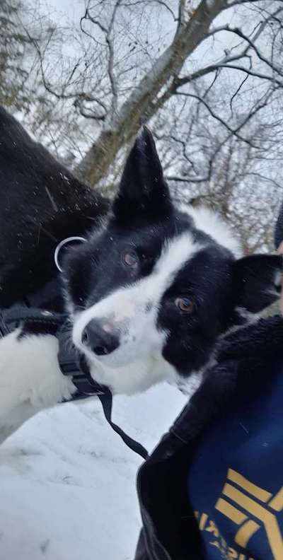 Mischlinge raten - Rätselspaß-Beitrag-Bild