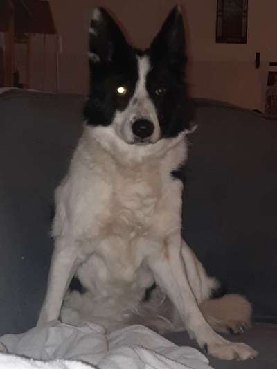 Der Wolf in eurem Hund-Beitrag-Bild