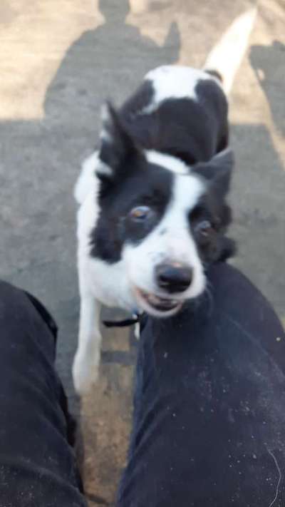 Gibt's hier noch mehr Border Collies???-Beitrag-Bild