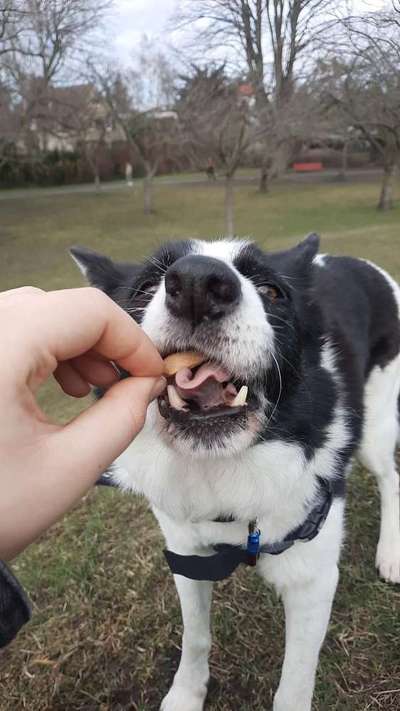 Zeigt mir die tollste Nahaufnahme von eurer Fellnase-Beitrag-Bild