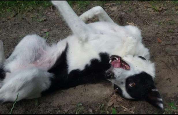 Fotosammlung: ,,Der natürliche Hund" Unbearbeitet, ungestellt und in Natura-Beitrag-Bild