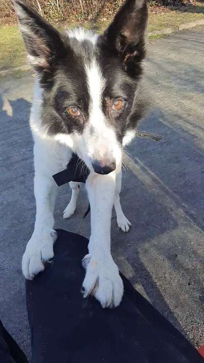 Mischlinge raten - Rätselspaß-Beitrag-Bild