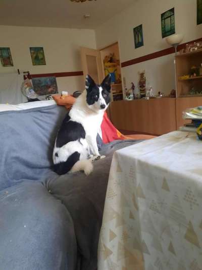 Hunderunde-Beitrag-Bild