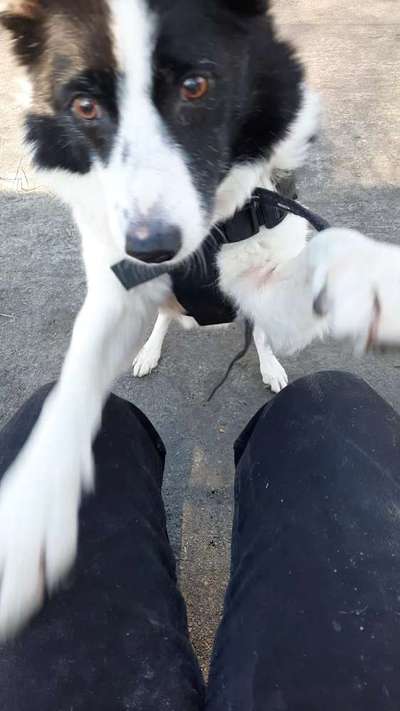 Gibt's hier noch mehr Border Collies???-Beitrag-Bild