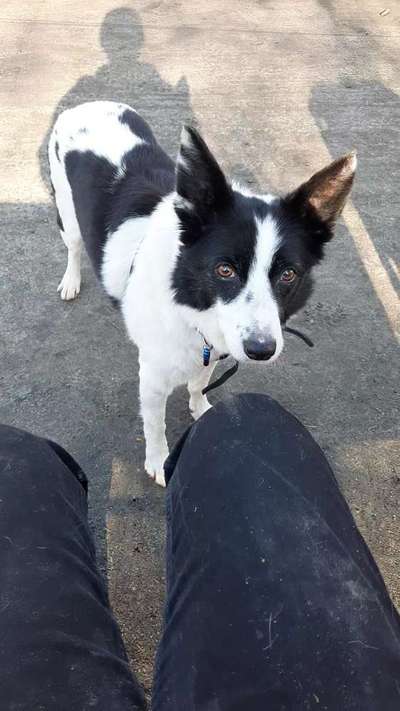 Gibt's hier noch mehr Border Collies???-Beitrag-Bild