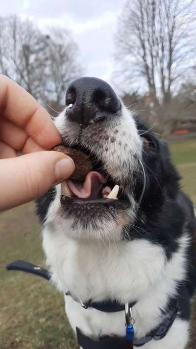 Zeigt mir die tollste Nahaufnahme von eurer Fellnase-Beitrag-Bild