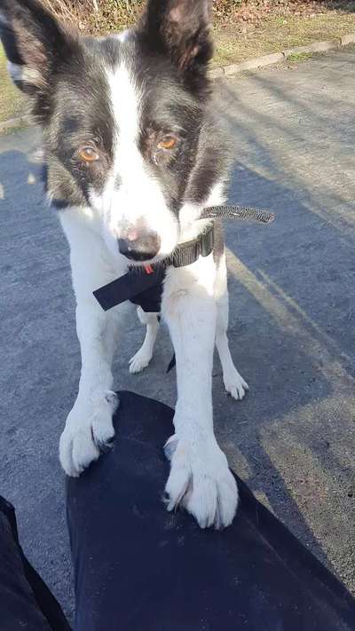 Gibt's hier noch mehr Border Collies???-Beitrag-Bild