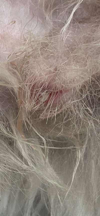 Vorderhautentzündung?-Beitrag-Bild