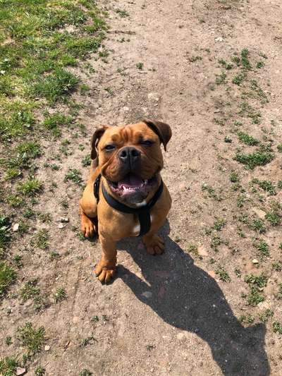 Olde English Bulldogge-Beitrag-Bild