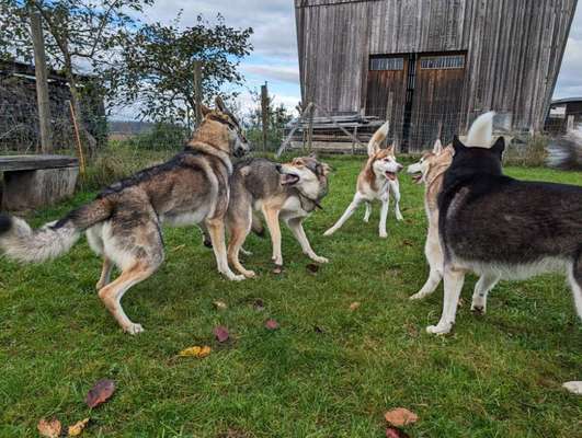 Hundetreffen-Huskytreffen in Stammheim (Schweiz)-Bild