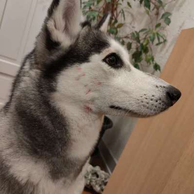 Eckzahn gefunden-Beitrag-Bild