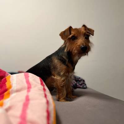 Hundetreffen-Spielfreunde gesucht.-Bild