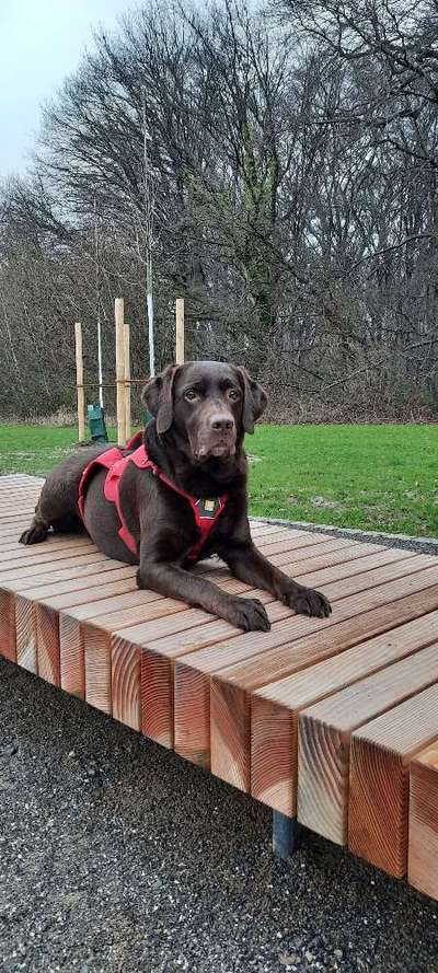 Hundetreffen-Gassirunde mit Spiel, Spaß und Spannung 😄-Bild