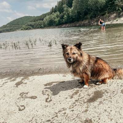 Hundetreffen-Tierschutzhunde unter sich-Bild