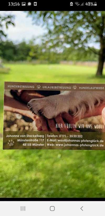 Hundefreilauf in Münster oder Ungebung-Beitrag-Bild