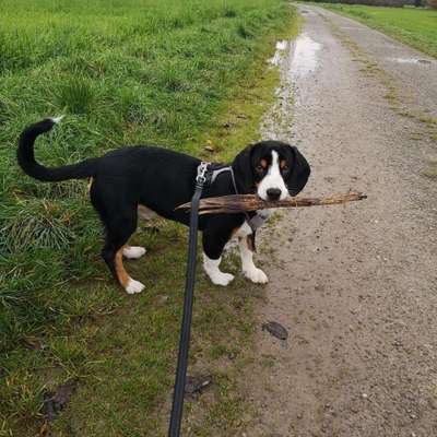 Hundetreffen-Spieltreffen+nette Leute kennenlernen-Bild