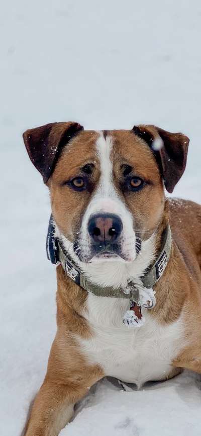 Dogorama Photo Challenge - Portrait-Beitrag-Bild