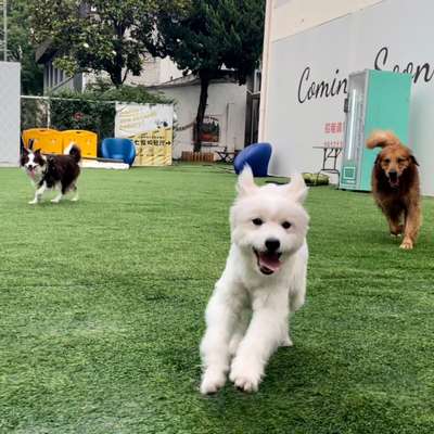 Hundetreffen-Treffen für Spielfreudige Hunde 🐾-Bild