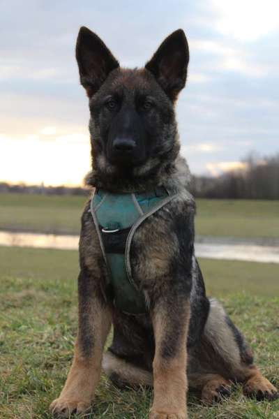 Hundetreffen-Welpen Spaziergang an der Elster-Bild