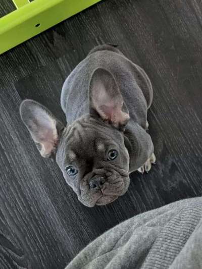 Zeigt her eure Frenchi-Beitrag-Bild