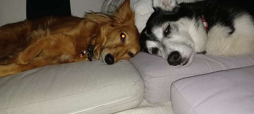 TierschutzhundeStammtisch🐕-Beitrag-Bild