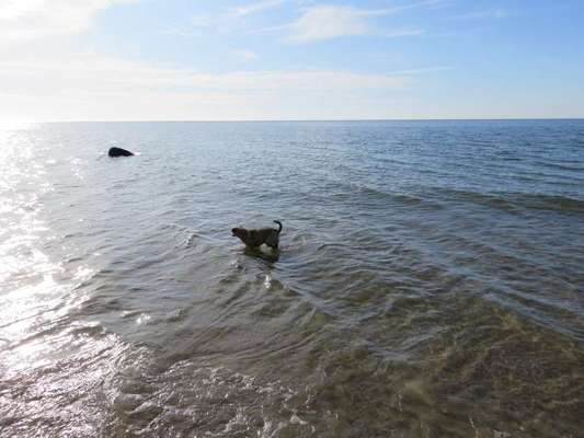 Dogorama-Monats-Challenge-Mai "Wasser"-Beitrag-Bild