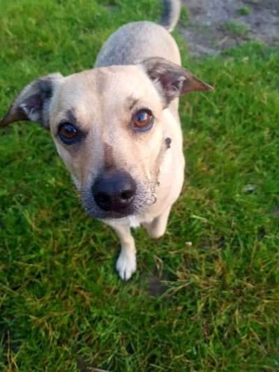 Seelenhunde-Beitrag-Bild