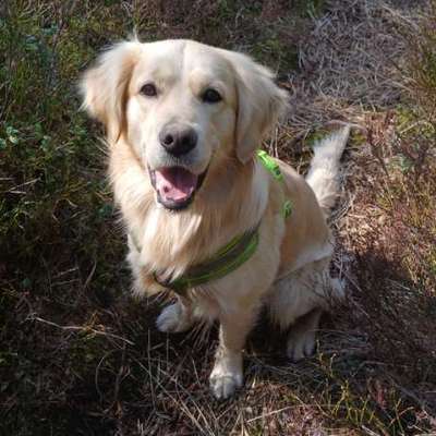 Hundetreffen-Gruppentraining-Bild