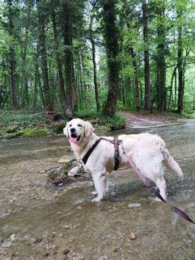 Hundetreffen-Hundebegegnugen-Bild