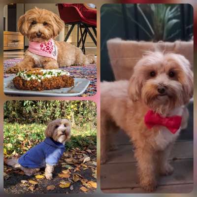 Maltipoo Freunde-Beitrag-Bild