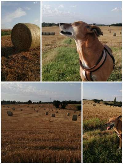 Die wunderschöne Welt mit Hund.-Beitrag-Bild