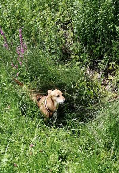 Die Dogorama Kalender Challenge 4/4-Beitrag-Bild